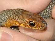 Dolichophis caspius