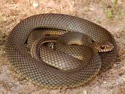 Dolichophis caspius