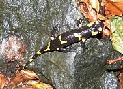 Salamandra salamandra