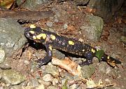 Salamandra salamandra