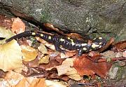 Salamandra salamandra