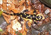 Salamandra salamandra