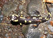 Salamandra salamandra