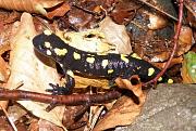 Salamandra salamandra