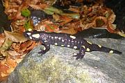 Salamandra salamandra