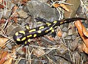 Salamandra salamandra