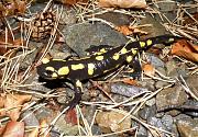 Salamandra salamandra