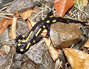 Salamandra salamandra