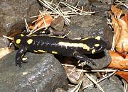 Salamandra salamandra