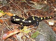 Salamandra salamandra