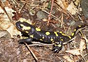 Salamandra salamandra