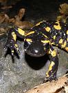 Salamandra salamandra