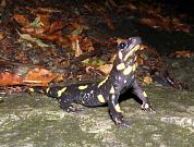 Salamandra salamandra