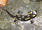 Salamandra salamandra