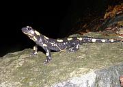 Salamandra salamandra