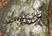 Salamandra salamandra