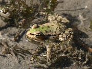 Pelophylax cretensis