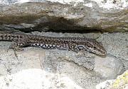 Podarcis muralis