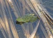 Pelophylax ridibundus