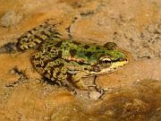 Pelophylax cretensis