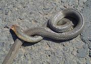 Dolichophis caspius