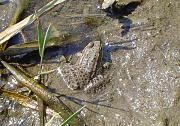 Pelophylax ridibundus