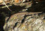 Podarcis muralis