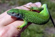 Lacerta viridis