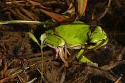 Hyla arborea