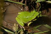 Hyla arborea