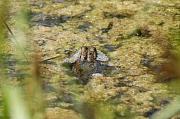 Pelophylax ridibundus