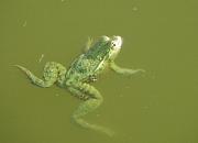 Pelophylax ridibundus