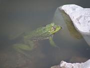 Pelophylax ridibundus