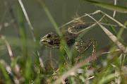 Pelophylax ridibundus