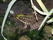 Pelophylax ridibundus