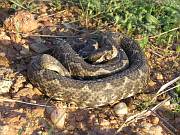 Vipera ammodytes