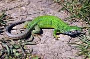 Lacerta viridis