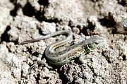 Lacerta agilis