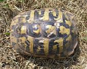 Testudo hermanni