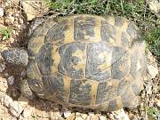 Testudo graeca