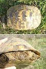 Testudo graeca