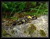 Salamandra salamandra