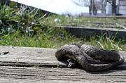 Natrix tessellata