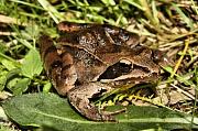 Rana dalmatina