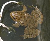 Pelophylax ridibundus