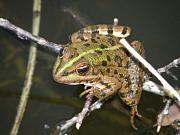 Pelophylax ridibundus