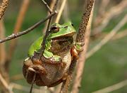 Hyla arborea