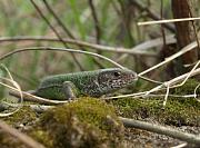 Lacerta viridis