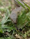Natrix tessellata
