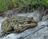 Pelophylax ridibundus